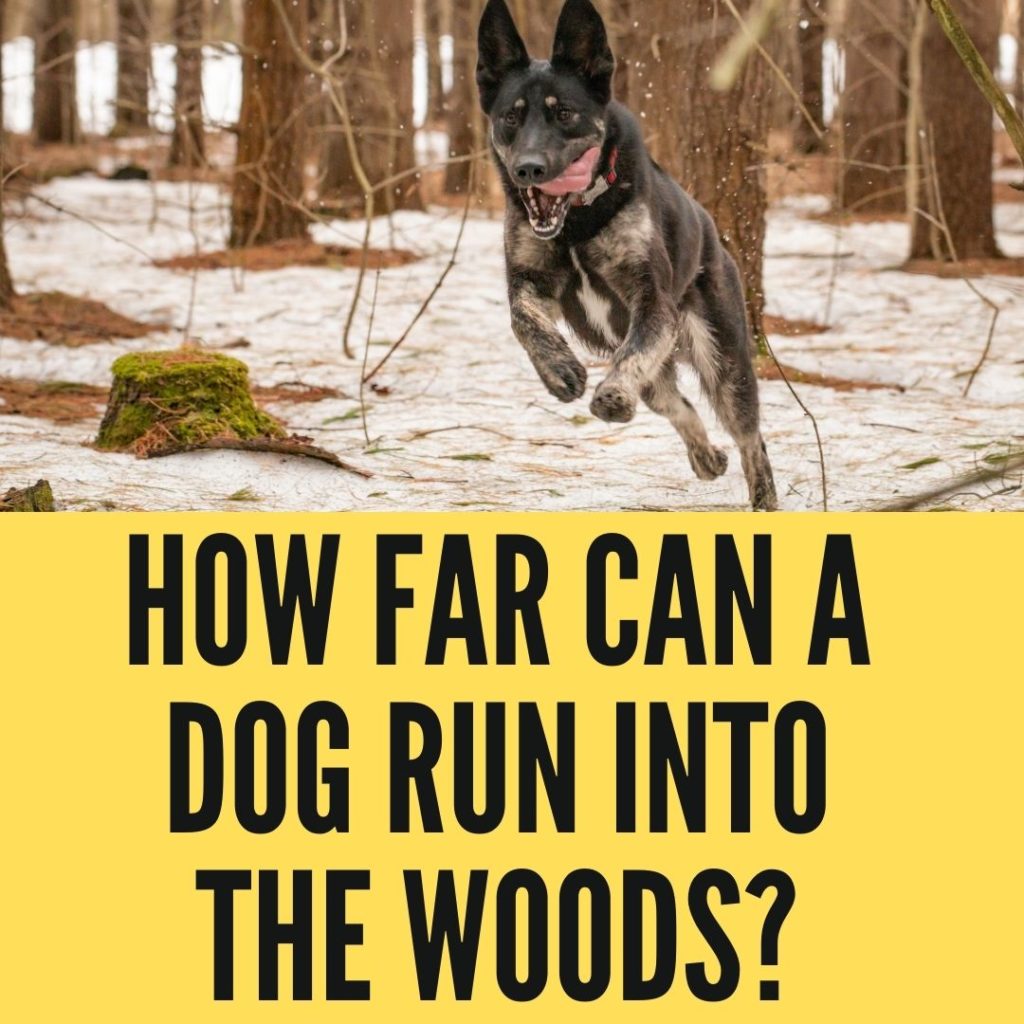 How Far Can A Dog Run Into The Woods?