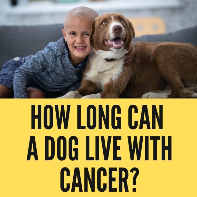 How Long Can A Dog Live With Cancer? [2022 Guide] Oxford Pets