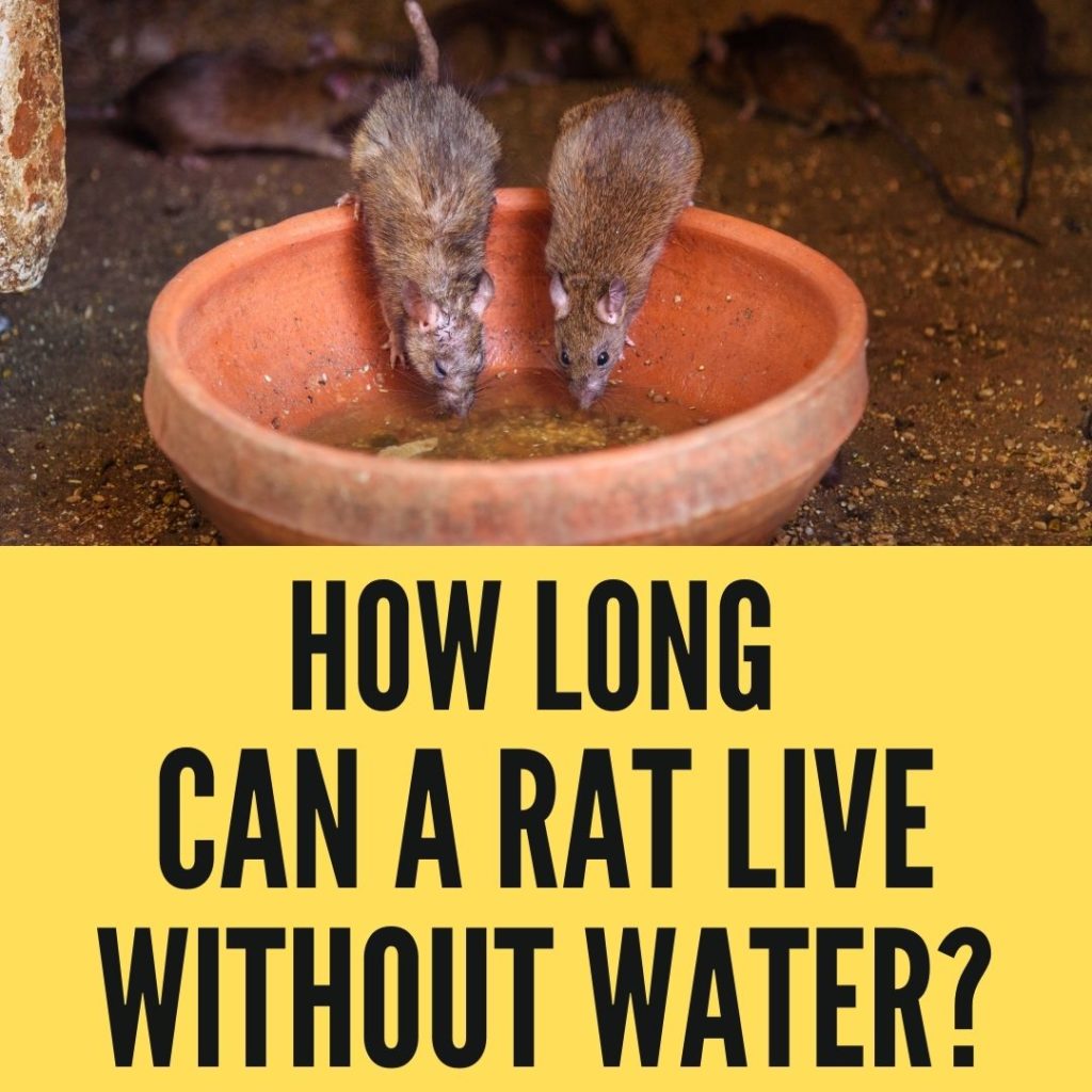 How Long Can A Rat Live Without Water
