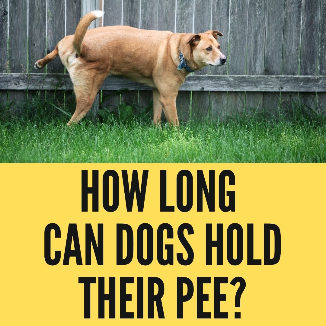 How Long Can Dogs Hold Their Pee