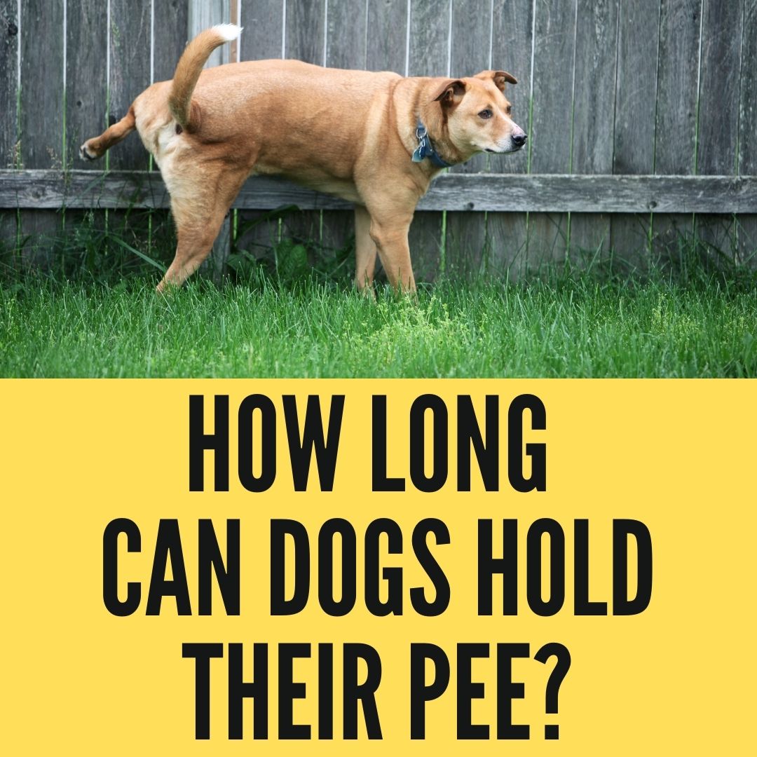 How Long Can Dogs Hold Their Pee Oxford Pets