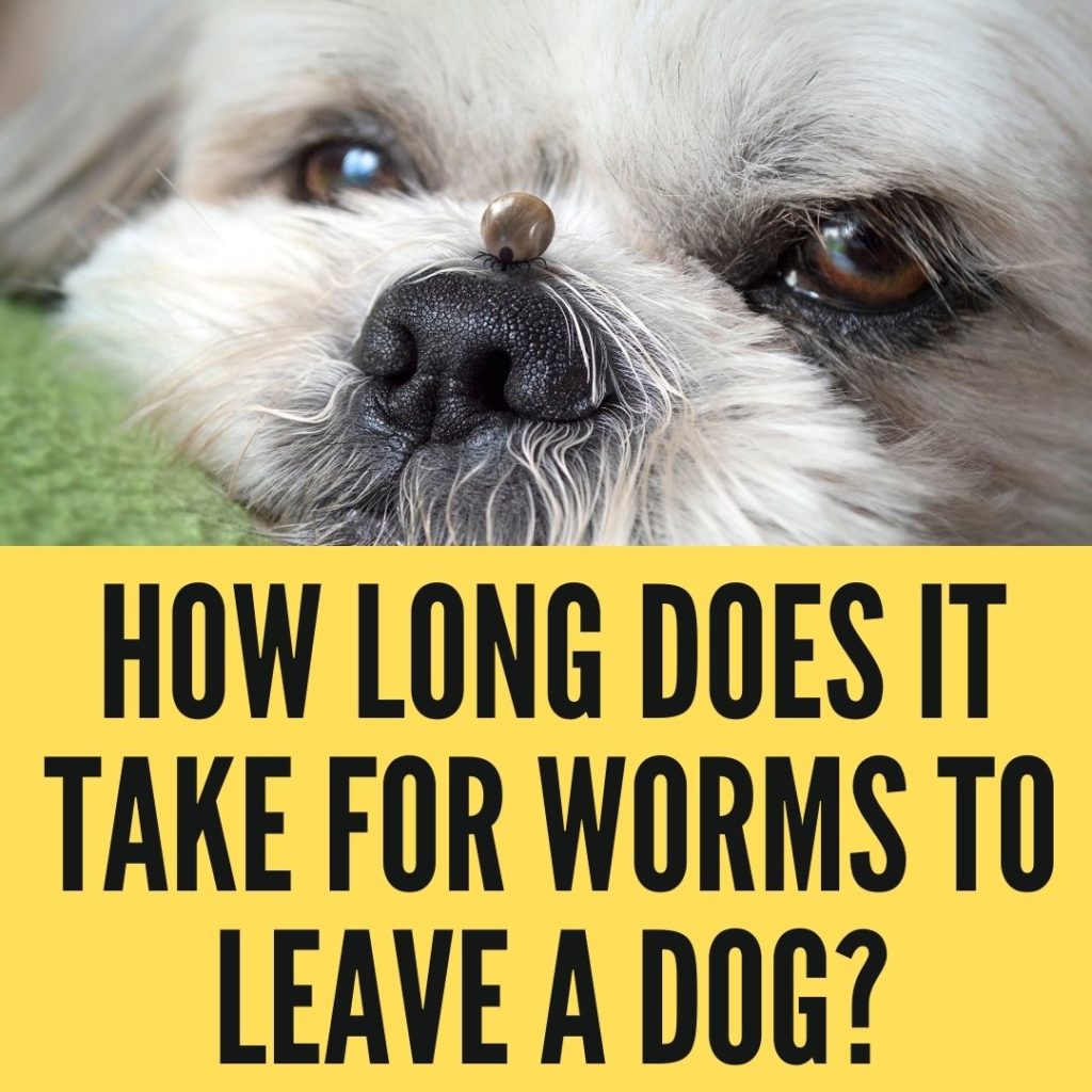 How Long Does It Take For Worms To Leave A Dog