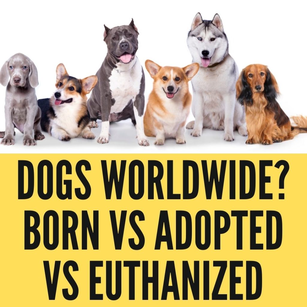 How Many Dogs Are In The World