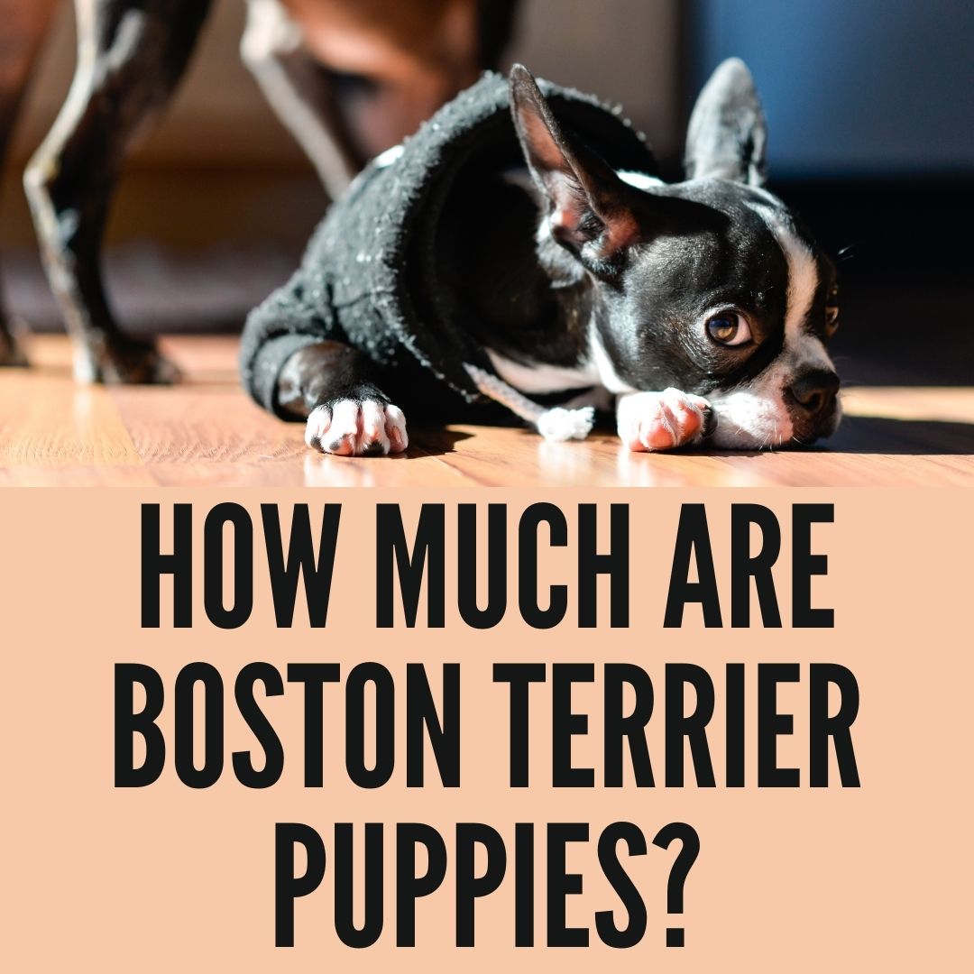How Much Are Boston Terrier Puppies [2024 Facts] - Oxford Pets