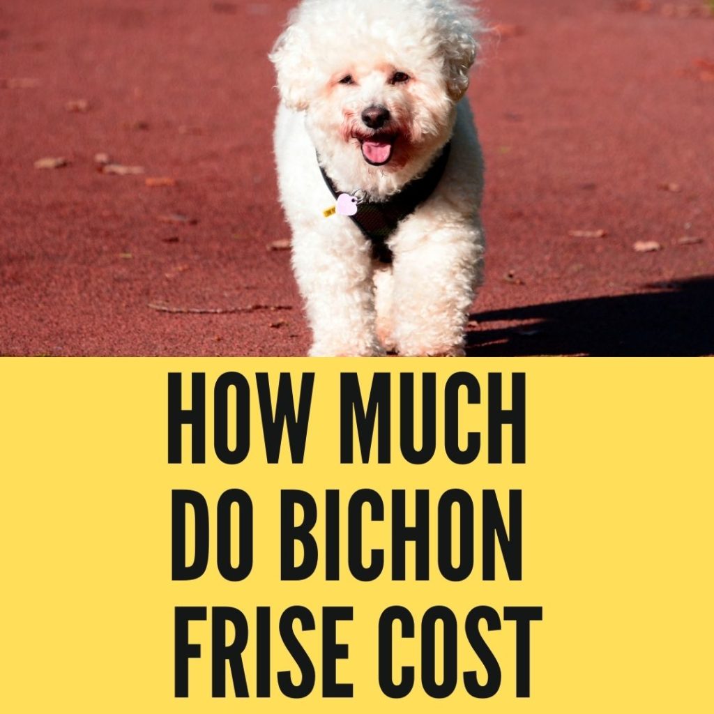 How Much Do Bichon Frise Cost