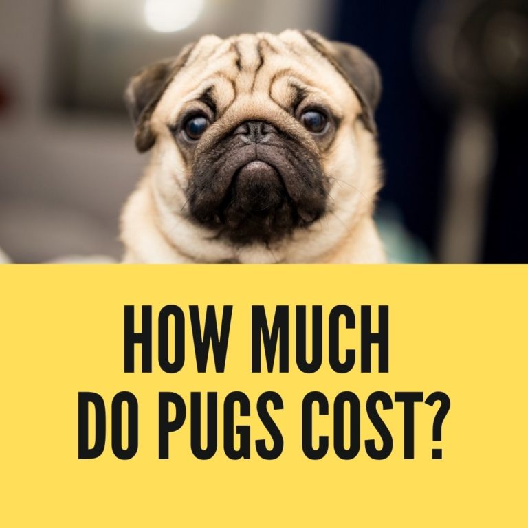 How Much Do Pugs Cost in 2024? Oxford Pets