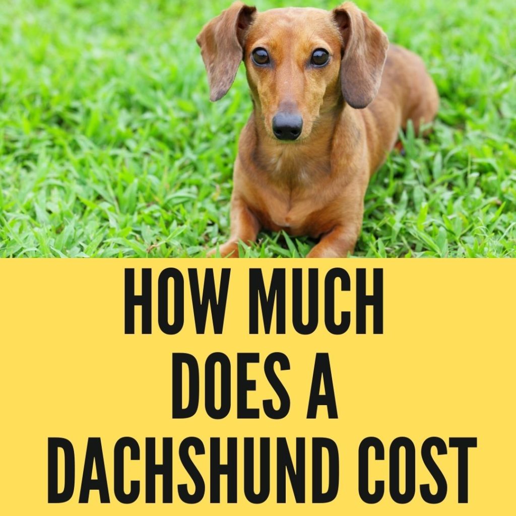 How Much Does A Dachshund Cost