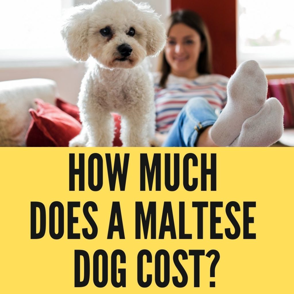 How Much Does A Maltese Dog Cost