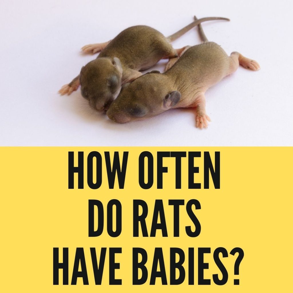 How Often Do Rats Have Babies