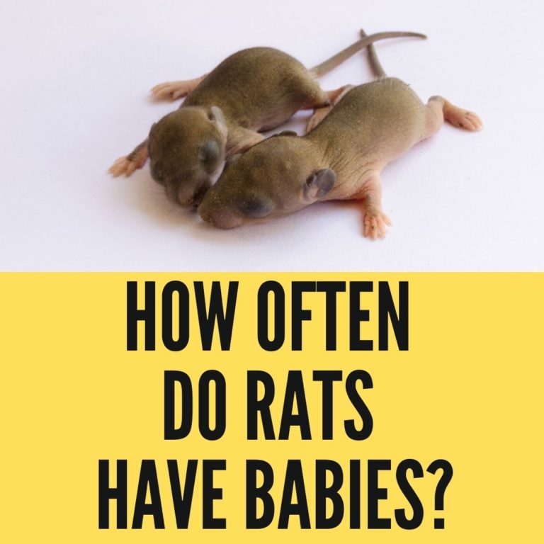 How Often Do Rats Have Babies?+Rat Breeding Guide 2022 Oxford Pets