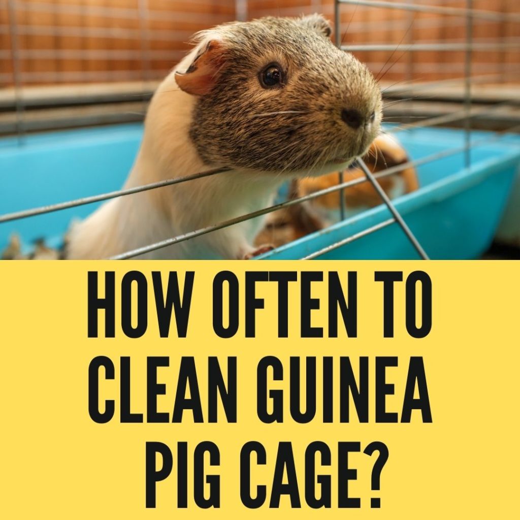 How Often To Clean Guinea Pig Cage