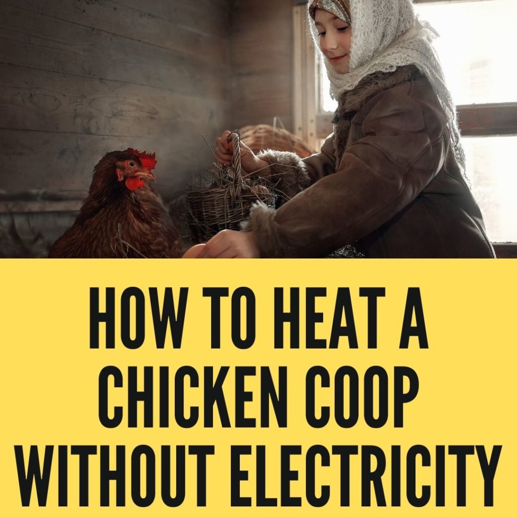 How To Heat A Chicken Coop Without Electricity