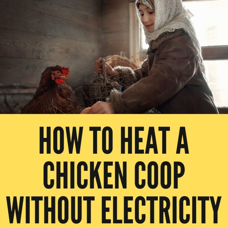 How To Heat A Chicken Coop Without Electricity? 2022 Oxford Pets