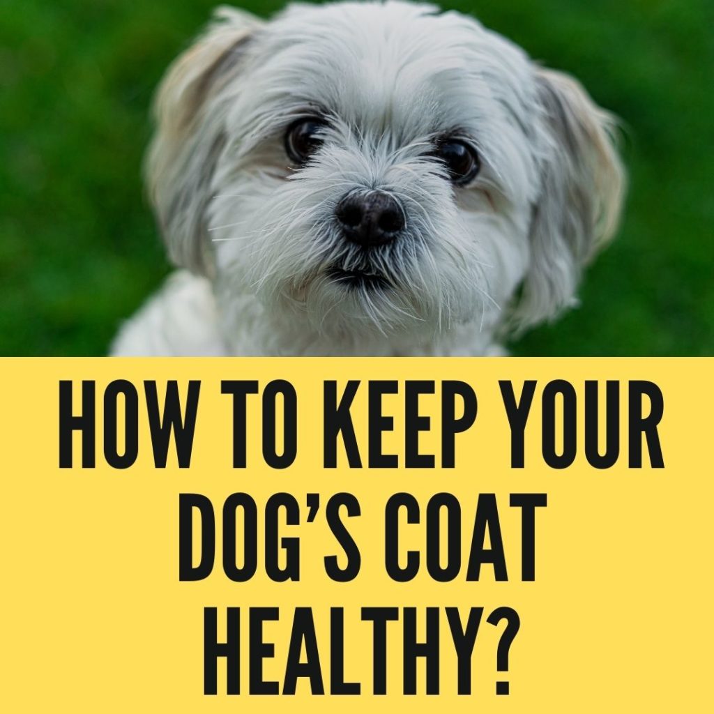 How To Keep Your Dog’s Coat Healthy