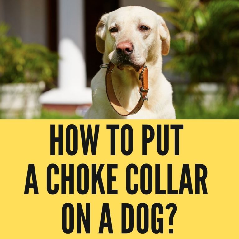 How To Put A Choke Collar On A Dog? Oxford Pets
