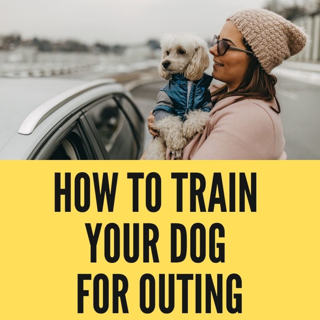 How To Train Your Dog For Outing