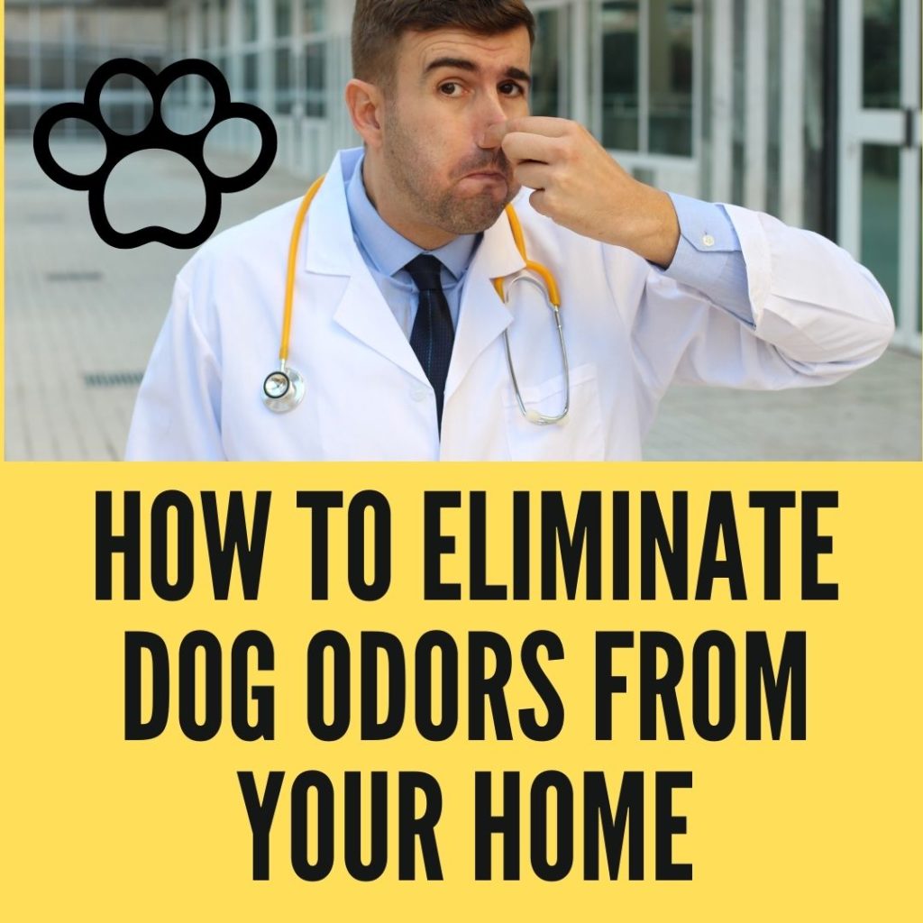 How to Finally Eliminate Dog Odors From Your Home