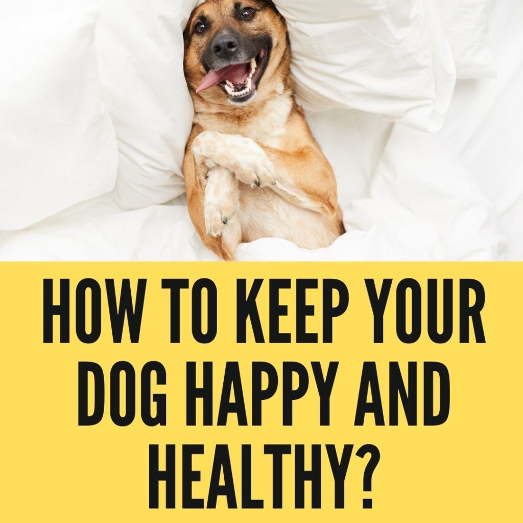How to Keep Your Dog Happy and Healthy?