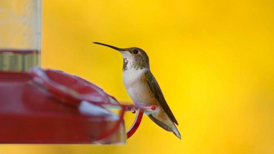 Hummingbird Sugar Water Recipe