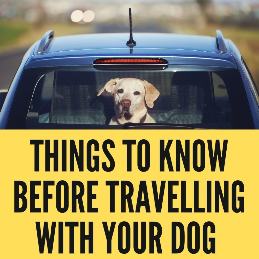 Important Things To Know Before Travelling With Your Dog in 2022