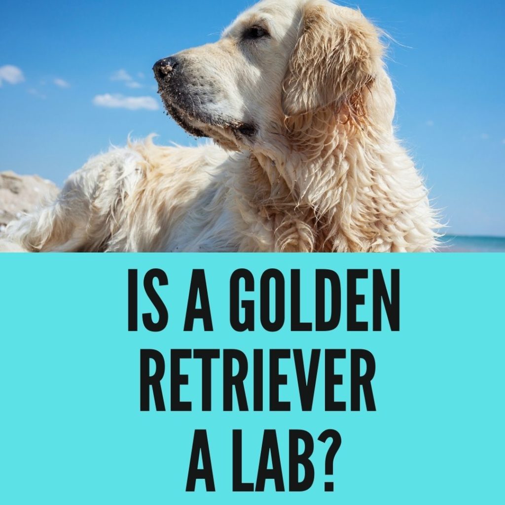 Is A Golden Retriever A Lab