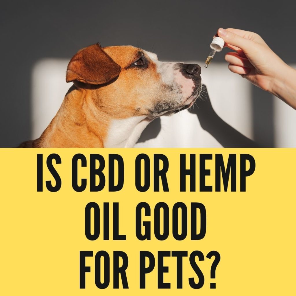 Is CBD Good For Pets