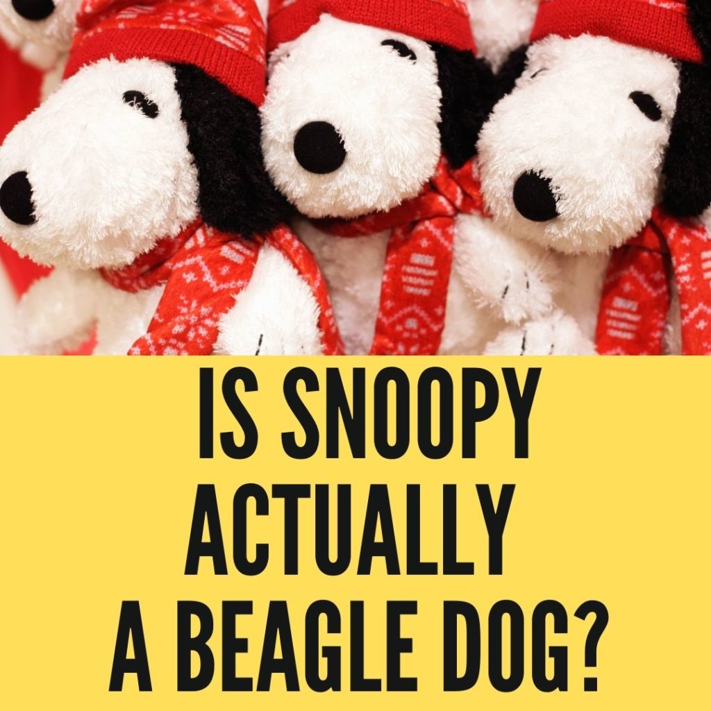 Is Snoopy actually a beagle?+What kind of dog is Snoopy?