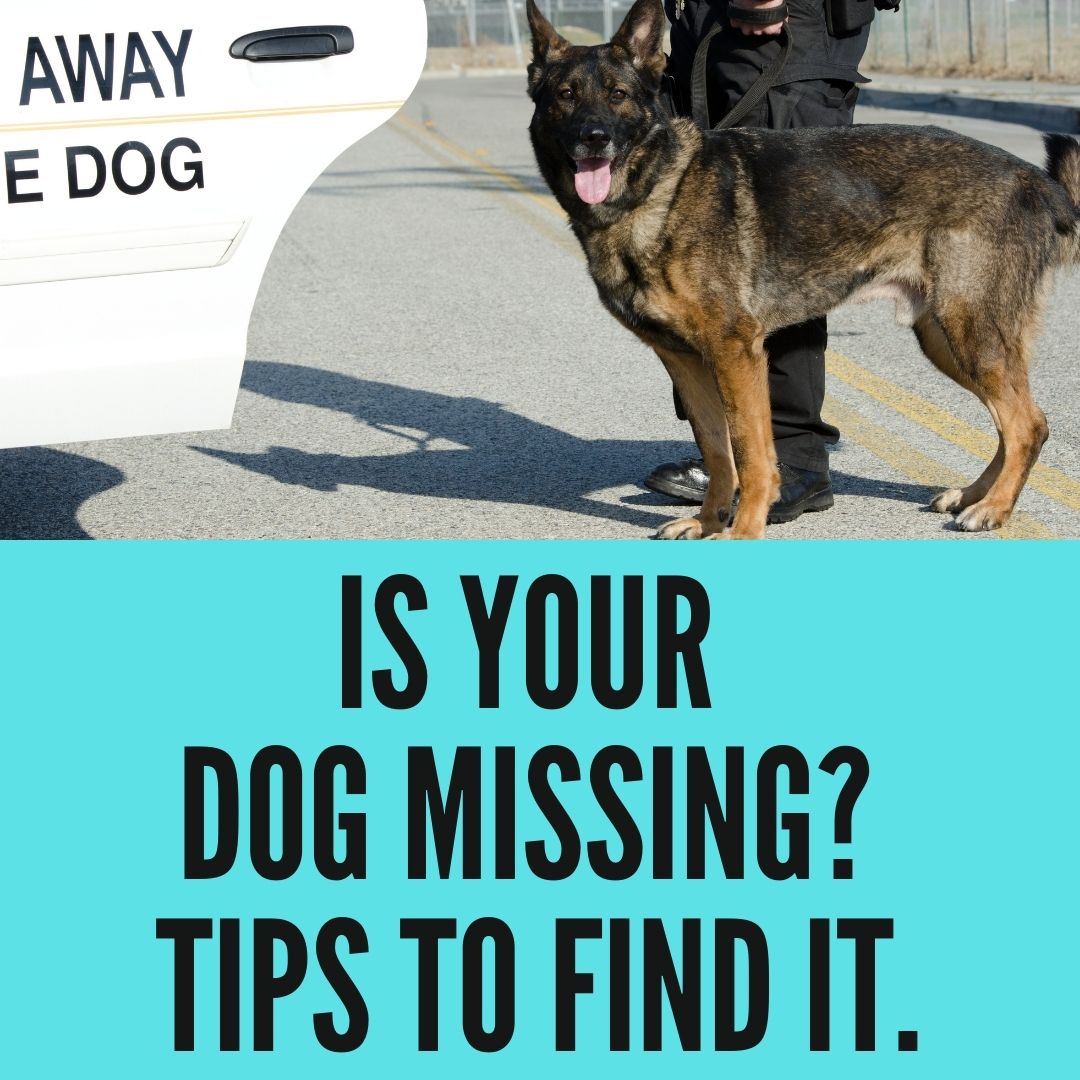 Is Your Dog Missing