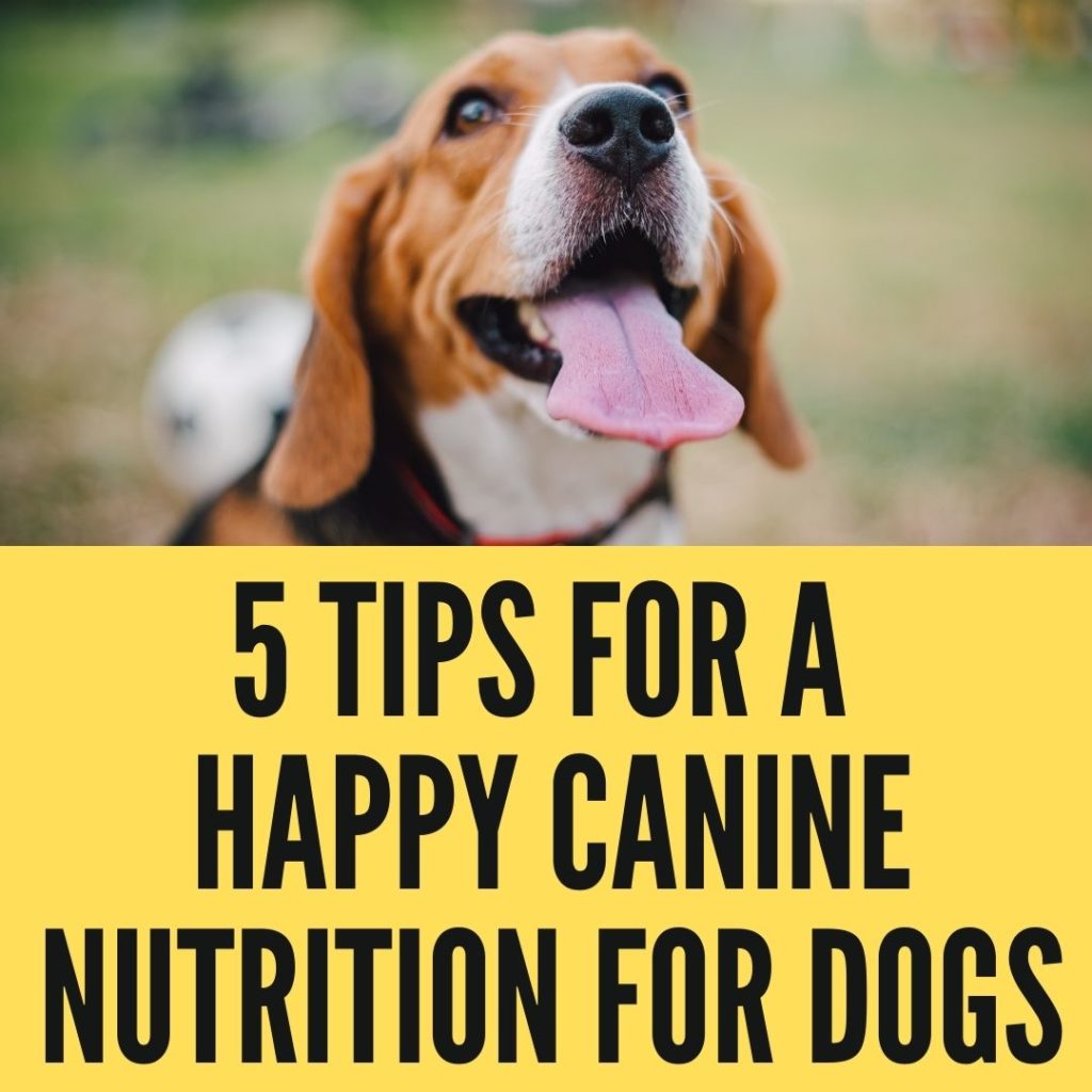 A Happy And Healthy Canine