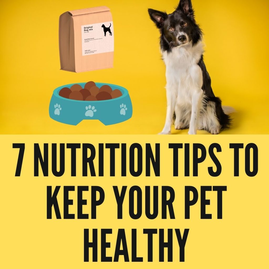 Nutrition Tips To Keep Your Pet Healthy