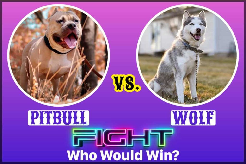 Pitbull vs Wolf Fight