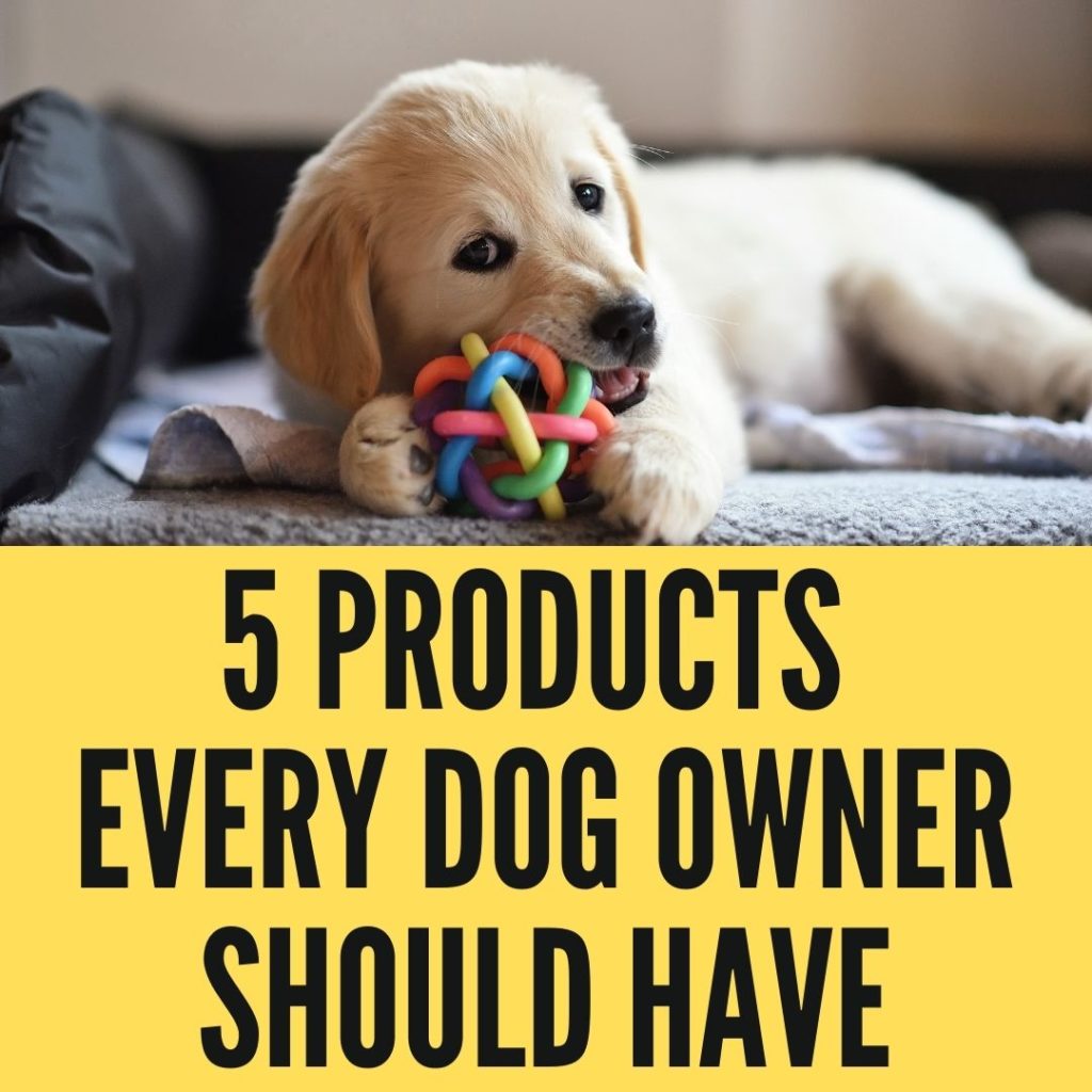 10 Products Every Dog Owner Should Have