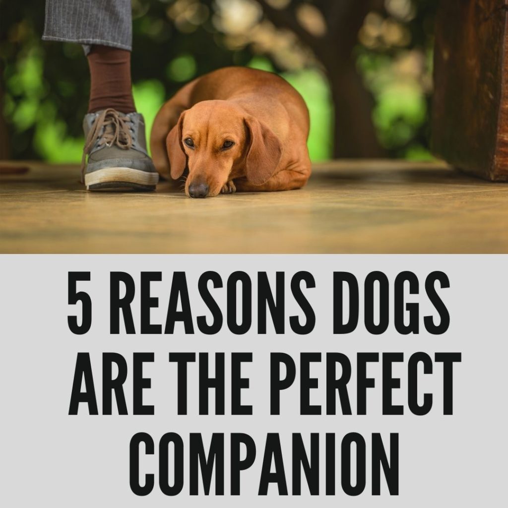 Reasons Dogs Are The Perfect Companion