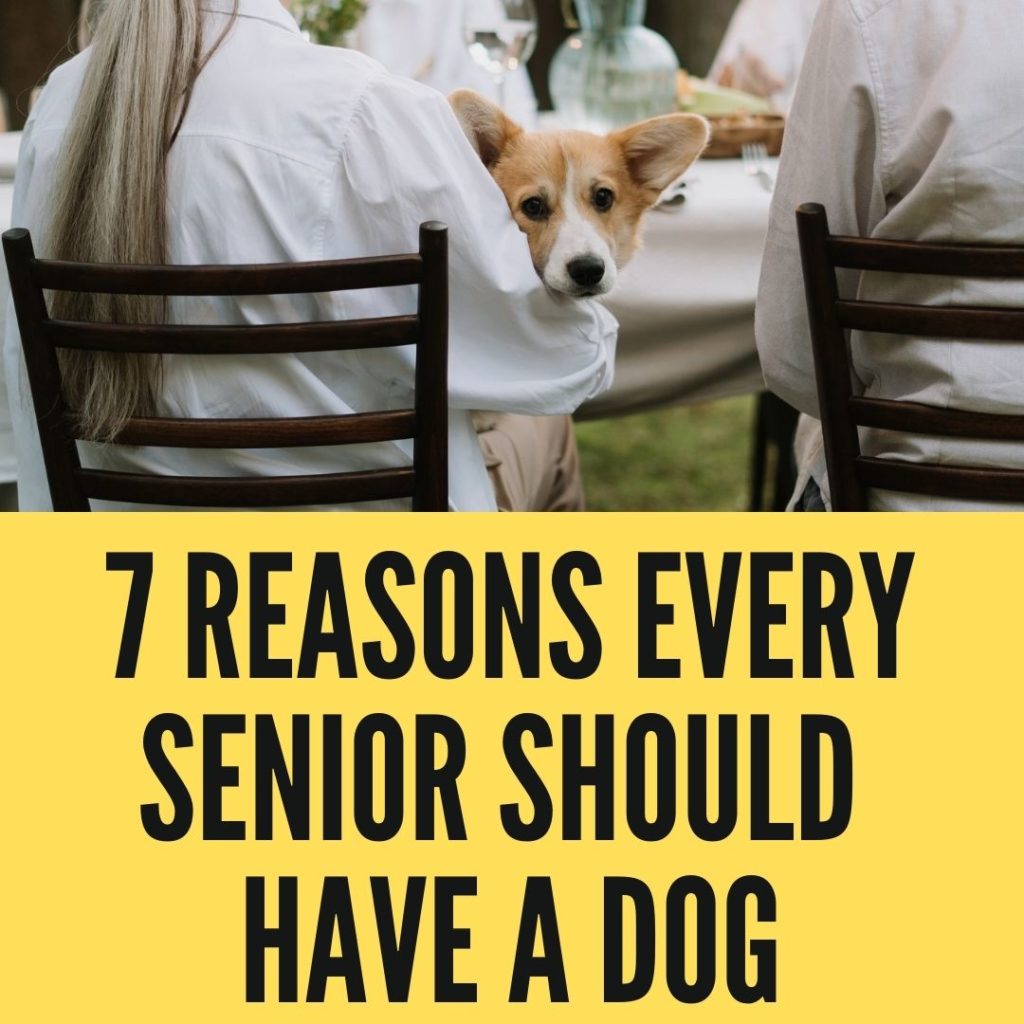 Reasons Every Senior Should Have A Dog