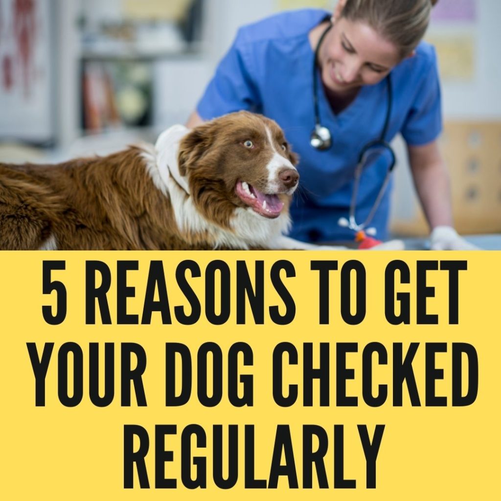 5 Reasons To Get Your Dog Checked Regularly