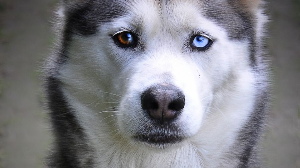 what dog breeds have light brown eyes