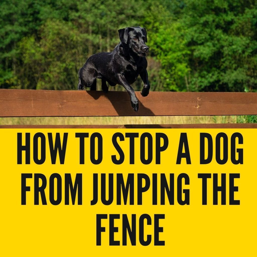 How to Stop a Dog From Jumping the Fence