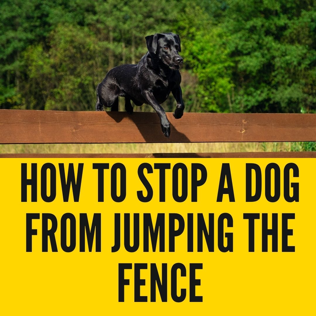 How To Stop A Dog From Jumping Fence Harnesses? - Oxford Pets