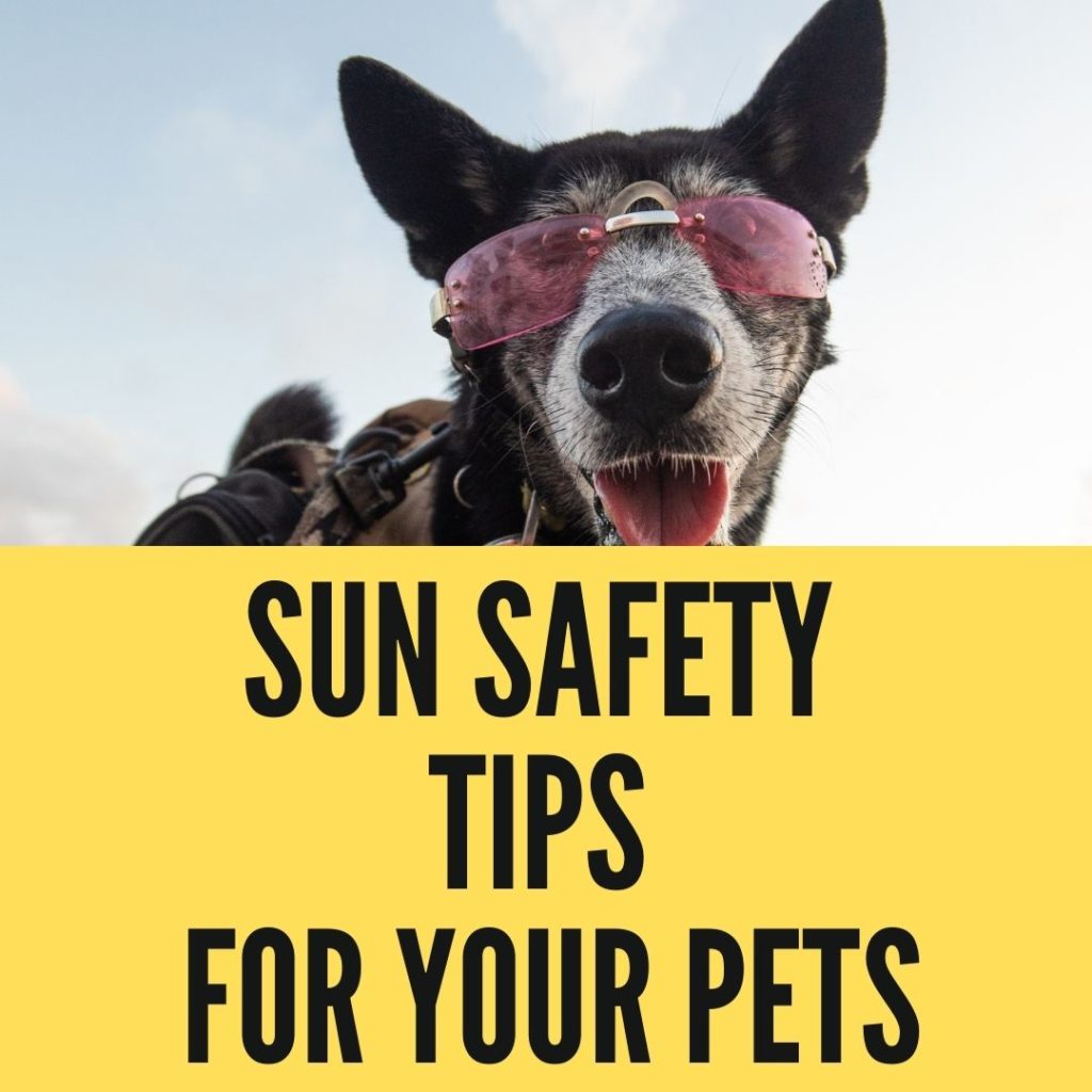 Sun Safety Tips For Your Pets