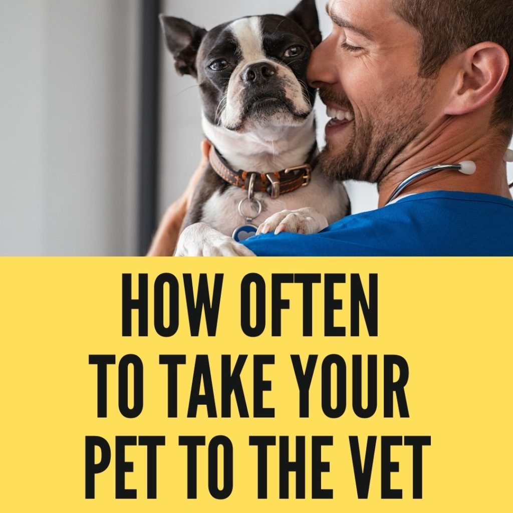 Take Your Dog Or Cat To The Vet