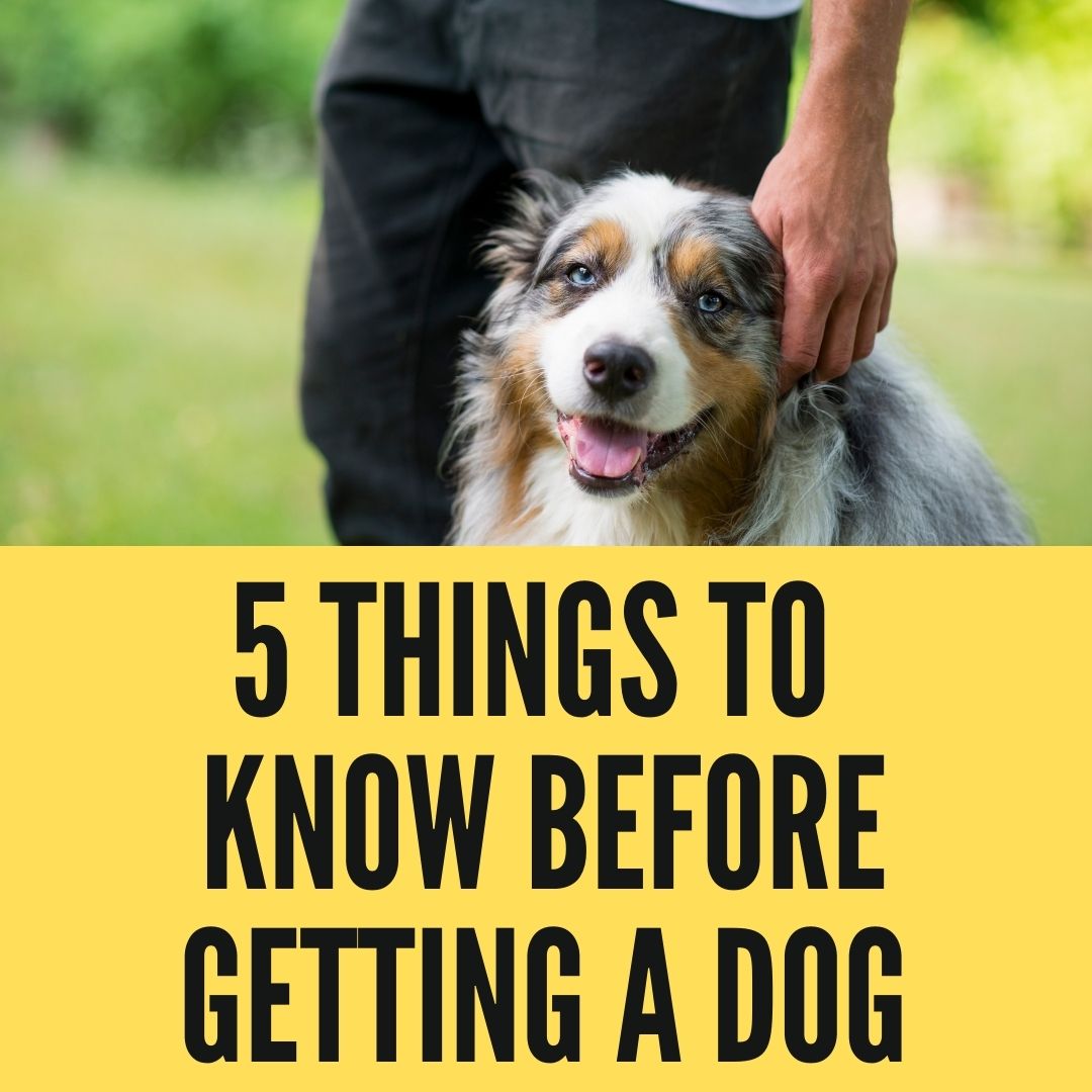 Things You Must Know Before Getting A Dog?