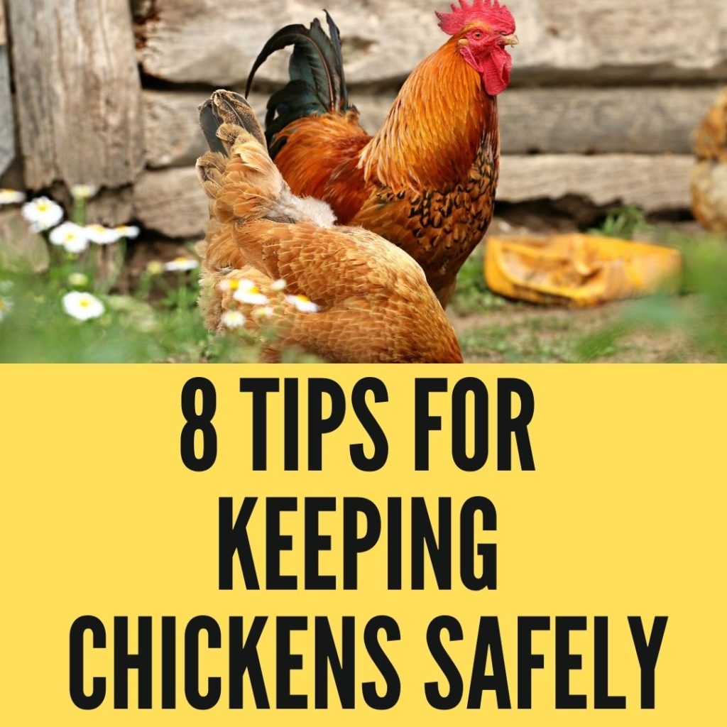 Tips For Keeping Chickens