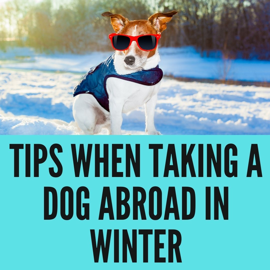 Tips When Taking A Dog Abroad In Winter