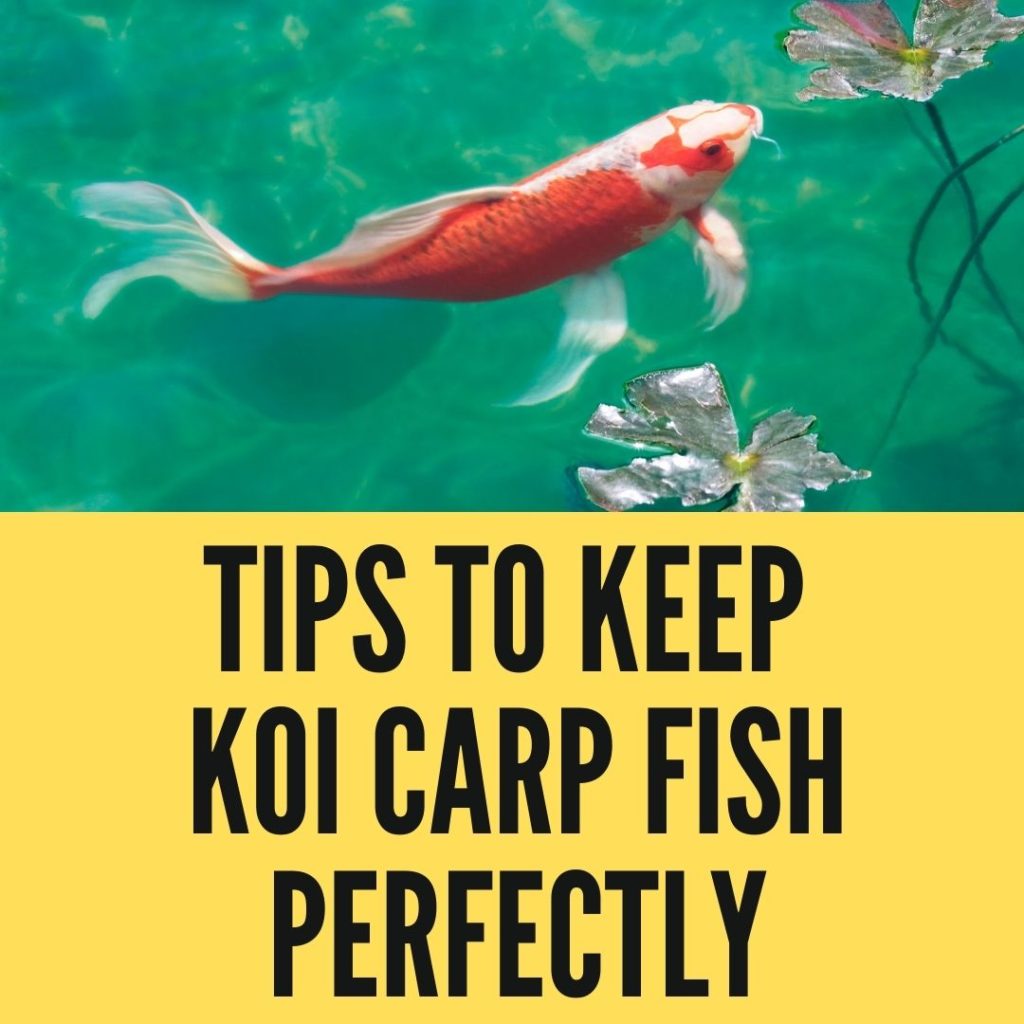 Tips to Keeping Koi Carp Perfectly