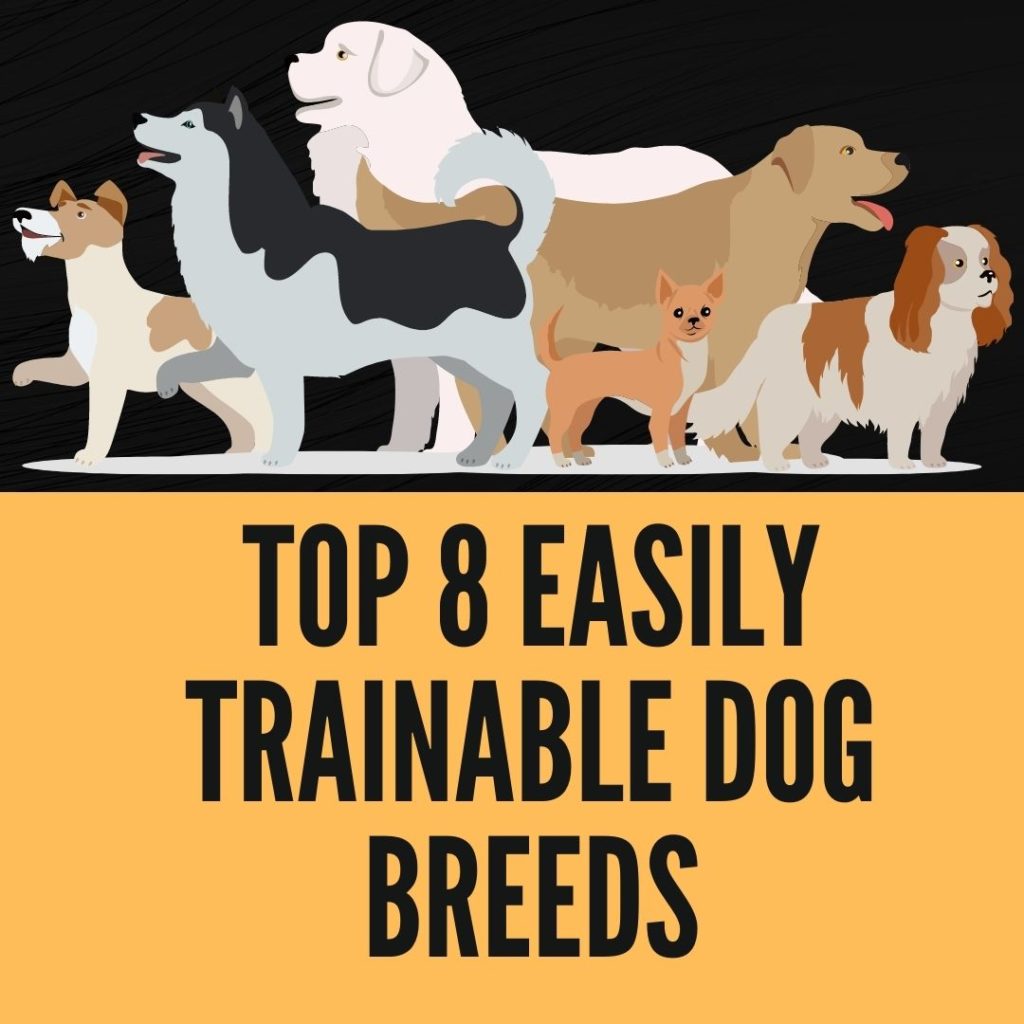 Top 8 Easily Trainable Dog Breeds
