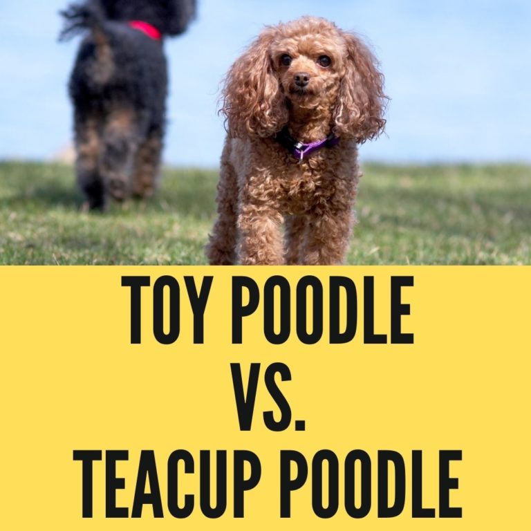 Toy Poodle Vs Teacup Poodle 5 Differences And Similarities Oxford Pets