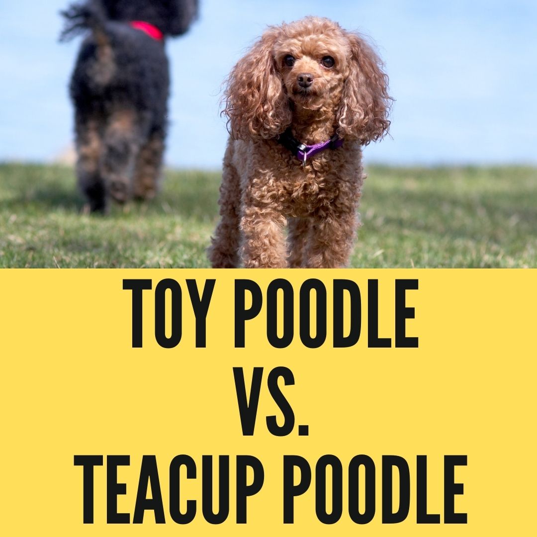 Toy Poodle Vs. Teacup Poodle