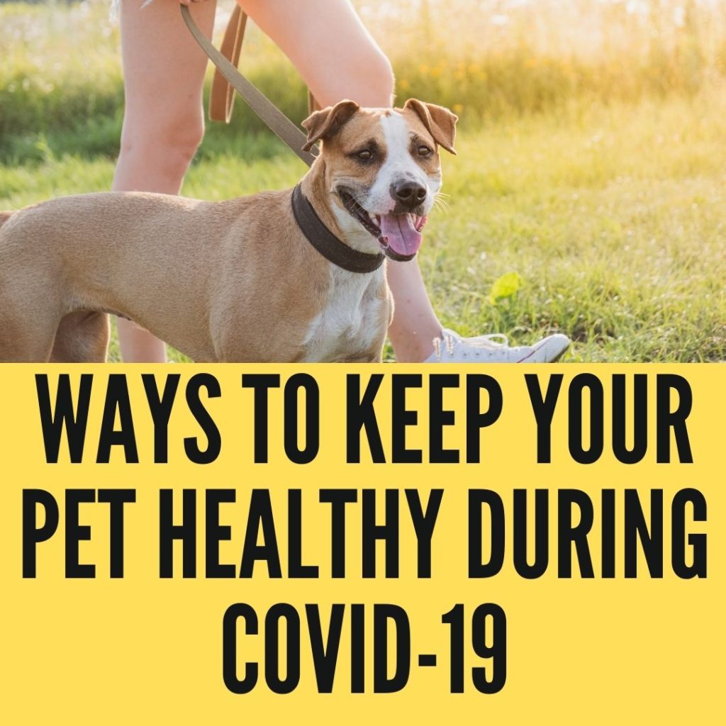 Ways To Keep Your Pet Healthy During COVID-19