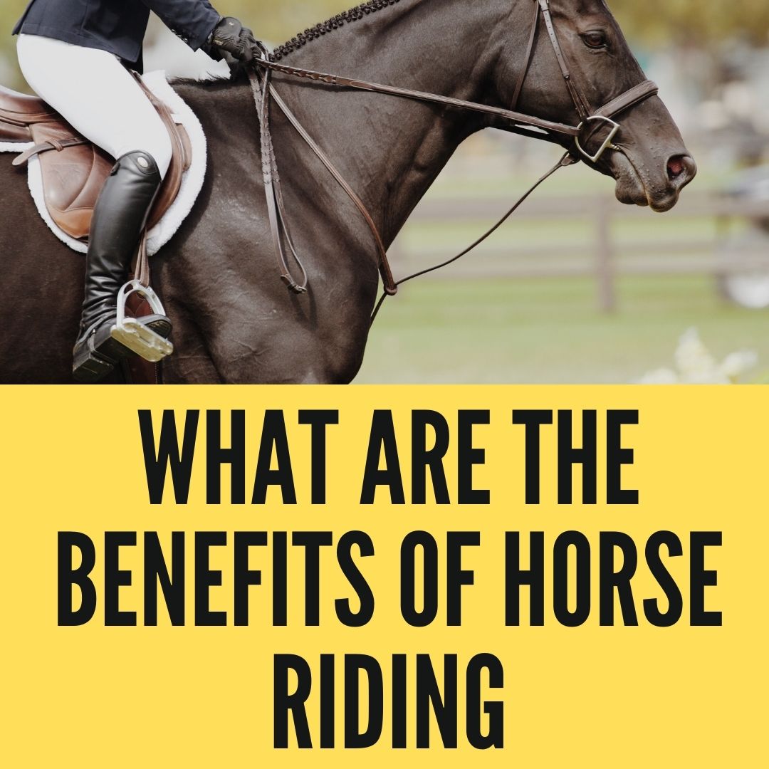 What Are The Benefits Of Horse Riding Oxford Pets