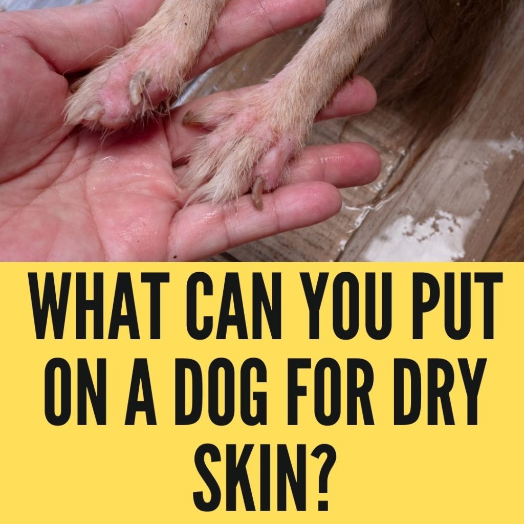 What Can You Put On A Dog For Dry Skin